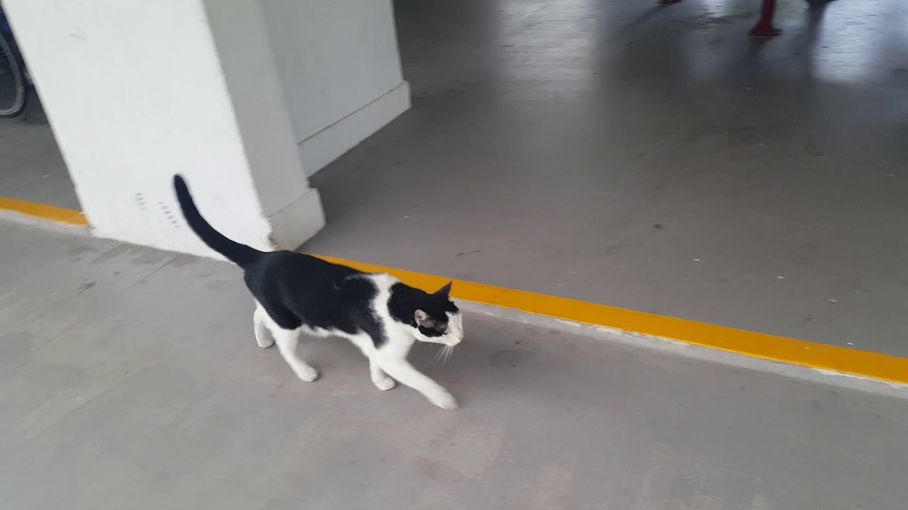  Fat cat walking  see its tummy YouTube