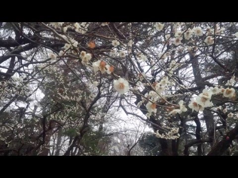 恋を語る詩人になれなくて　SKE48　歌ってみた　原曲　音無し　男声のみ　１コーラス