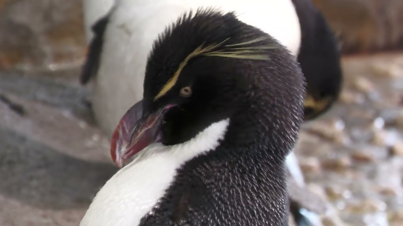 Southern Rockhopper Penguin (Osaka Aquarium Kaiyukan) August 12