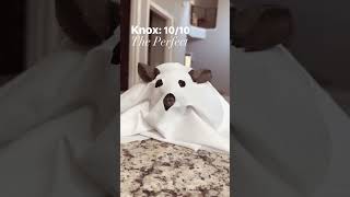 First Video In The New Kitchen