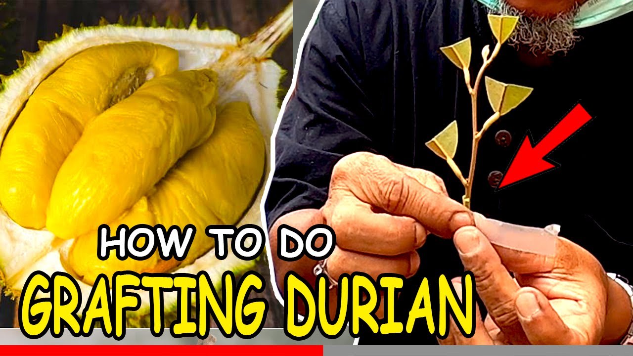 How to Grafting durian MusangKing Grafting methods Durian Bud stem Graft for Durian tree