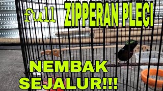 KONIN GACOR FULL ISIAN ZIPPER PLECI||ISIAN MEWAH NEMBAK SEJALUR||MASTERAN MEWAH SUARA JERNIH