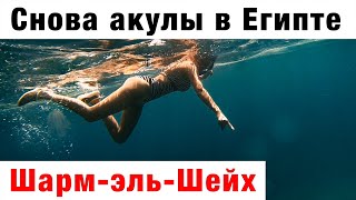 Видели акул в Египте? На курорте Шарм-эль-Шейх есть место. Местные вам покажут куда нужно плыть. 4К