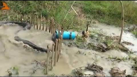 python snake trap using live chicken