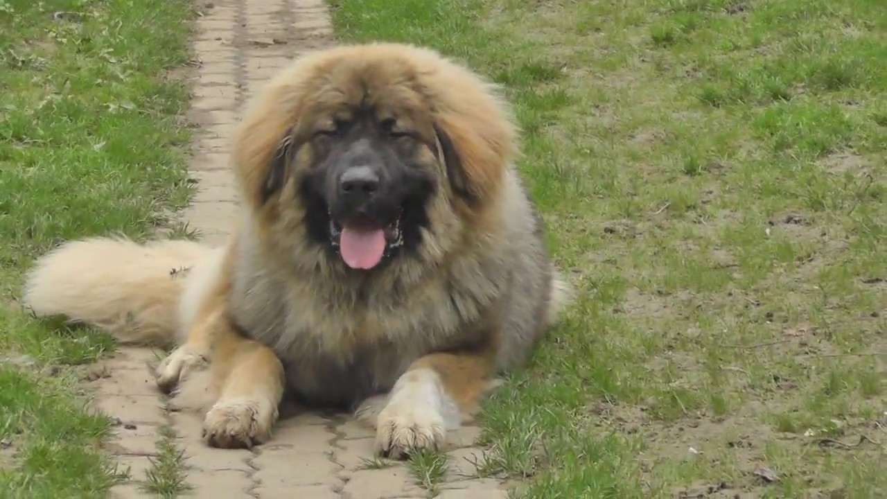 caucasian ovcharka training Ürögpásztora A-Matyi - 9 months old caucasian shepherd male