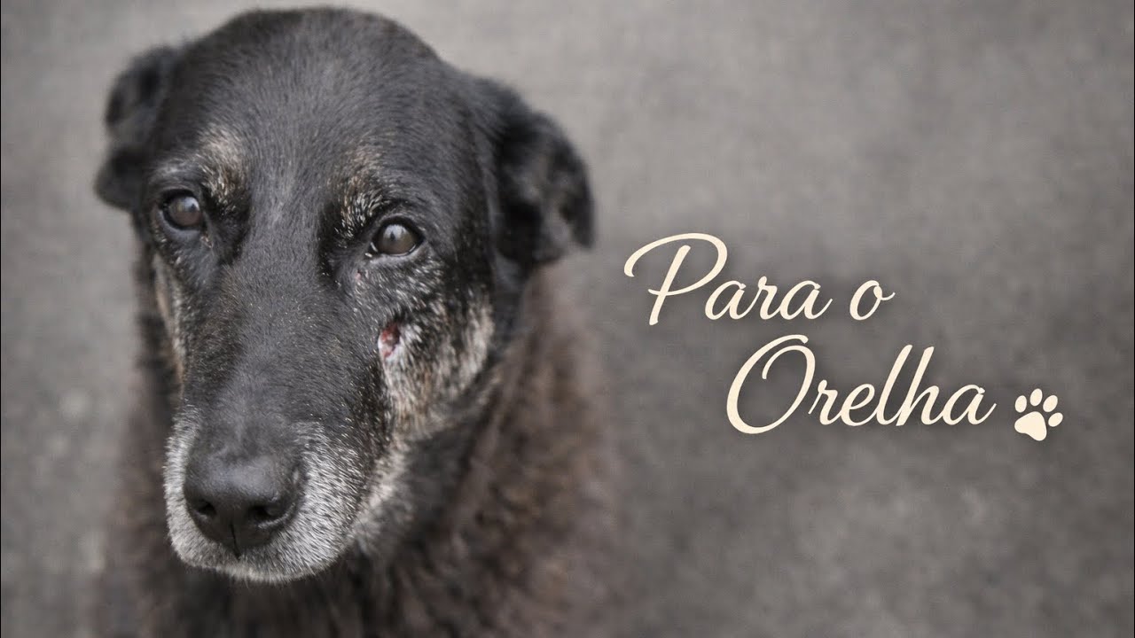 Uma pequena homenagem ao cãozinho Orelha