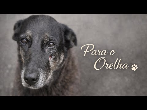 Uma pequena homenagem ao cãozinho Orelha