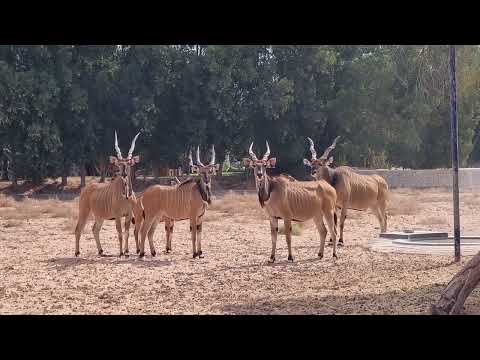 A group of giant elands