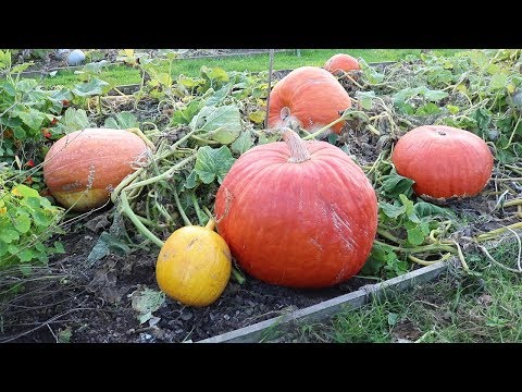 Videó: Mi az a squash – a tökfélék termesztése a kertben