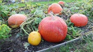 Nagyra nőttek a tökök. Beválni látszik az új módszer.