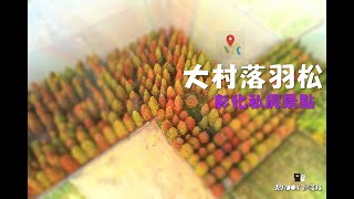 彰化大村落羽松