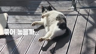 [#] 오목이와 오랜만에 병원 나들이