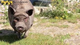 Kalender Tierschutzverein München - Mai: Hängebauchschwein Ludwig