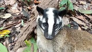 Hunting yos hav zoov cuab mab noj txiv vaj khaum mag tau tus loj kawg