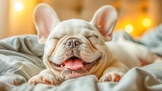 10 Hours Music Relax  Calming Piano Music For Dog ♬ Instantly Soothe Your Anxious Dog