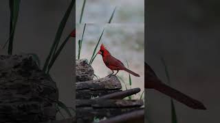 Backyard Bloopers: Cardinal FAIL #backyardwildlife #nature bloopers #funnyanimalsvideos