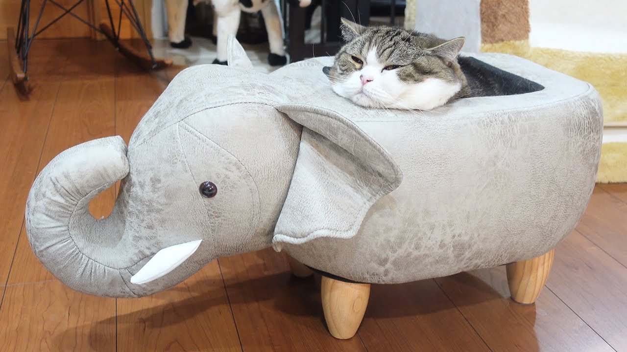 ゾウさんの中で溶けちゃったねこ。-Maru melted in the elephant