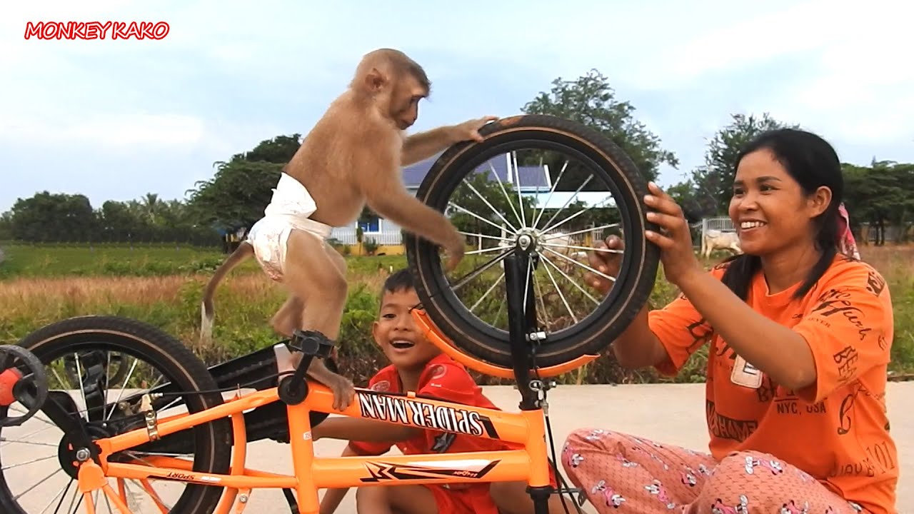 Adorable Monkey Kako Playing Bicycle With Mom And Brother