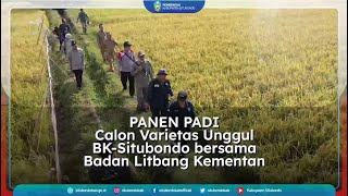 PANEN PADI CALON VARIETAS UNGGUL BK-SITUBONDO BERSAMA BADAN LITBANG KEMENTAN