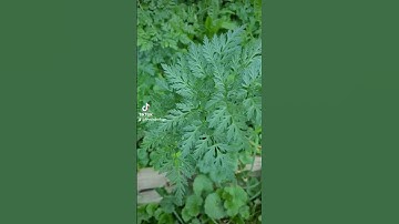 Would you spot the difference between Carrots and Poison Hemlock? #garden #plants #tips