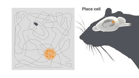 Explaining the Brain’s Inner Map-Maker