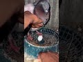 Pigeon baby place cleanup #pigeon #pigeons#viral #shortvideo #ring #baby #pigeonlover #pigeonvlog