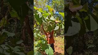 Discovery of a bird's nest in a teak tree #shortvideo #animals