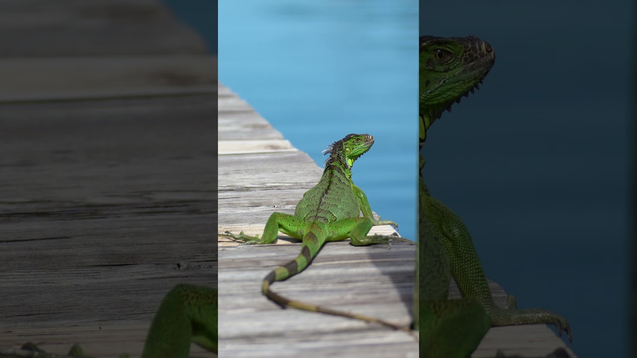 TTArtisan 75mm f/2  I New Lens  