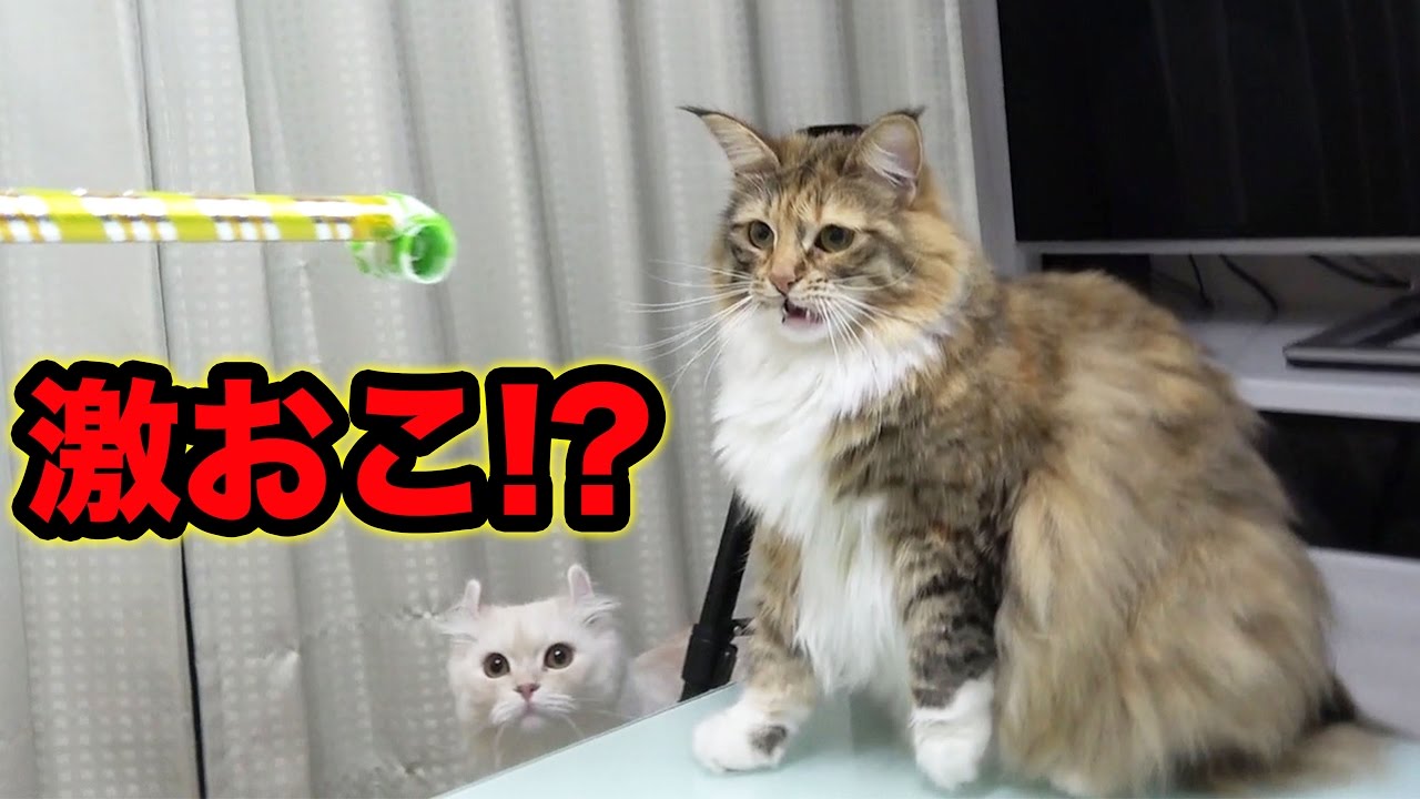 猫に人気のおもちゃで遊んでみたら予想外の結果に Youtube