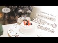 お誕生日やバレンタインにも！犬用ケーキ作り方