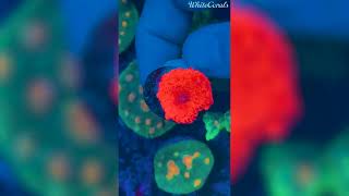 Discosoma Super Red – Rote Koralle für dein Riff 🔴