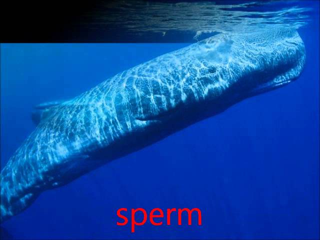 whale mix 7 NO music !!!! humpbacks, killer, many more whales