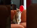 This balloon actually lifted the cat! #shorts #cat #funny