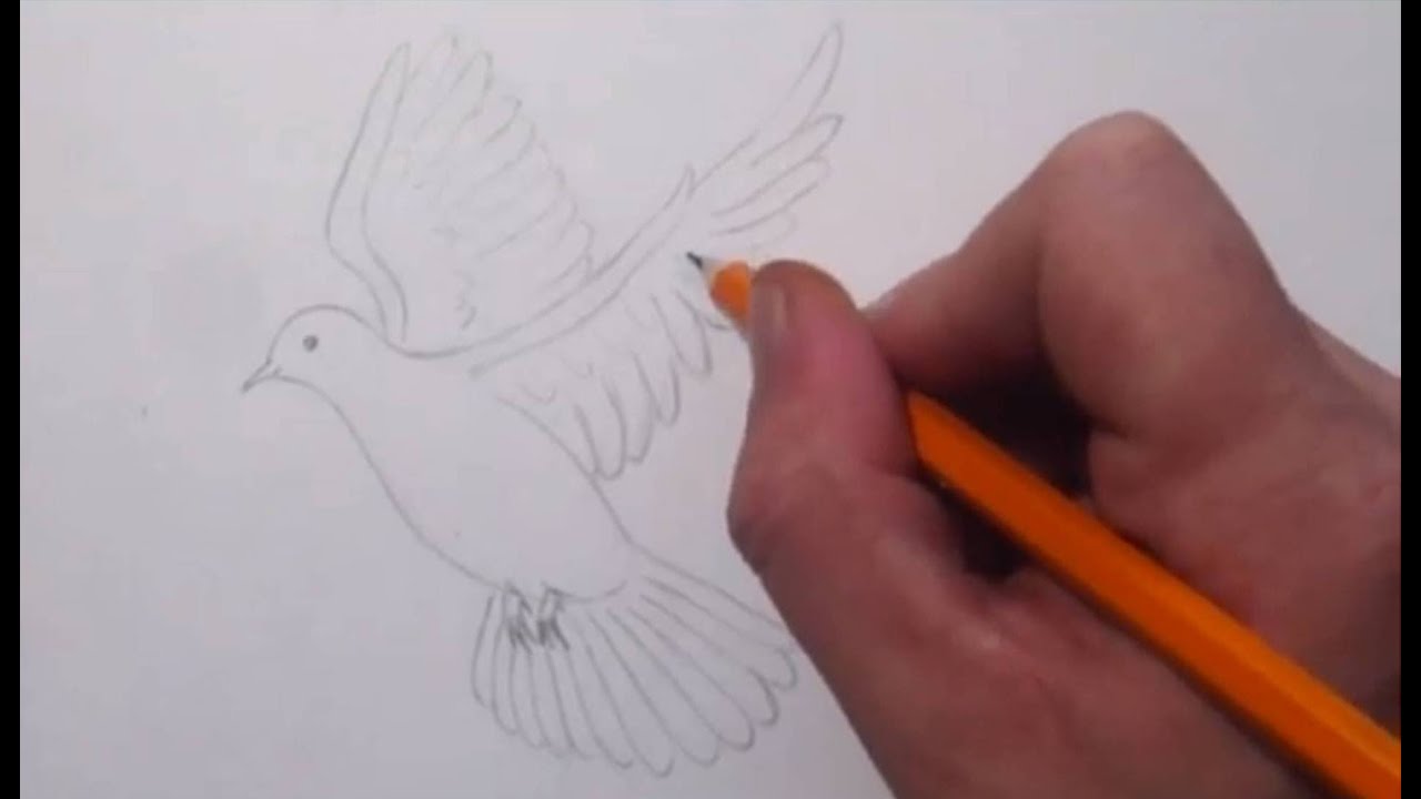 How To Draw a Dove