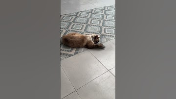 Siamese Cat “Loki” :  The power of CATNIP!!!  #fyp #siamese  #catlover #funny