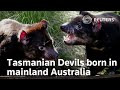 First Tasmanian Devils born in the wild of Australia mainland in 3,000 years