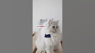 سلوك القطط من منظور علمي وشعبي سلوك القطط تربية القطط CatLovers عالم القطط 