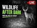 LIVE Night Wildlife Camera: Raccoons, Possums &amp; Nocturnal Animals After Dark #wildlife #animals