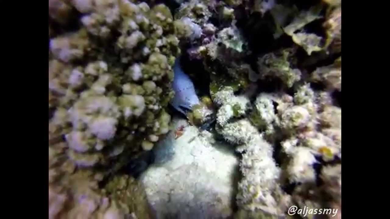 moray eel attack crab YouTube