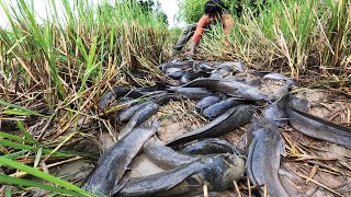 Little Water Wonders: A Fisherman's Amazing Hand Fishing Skills for Catching Abundant Catfish!