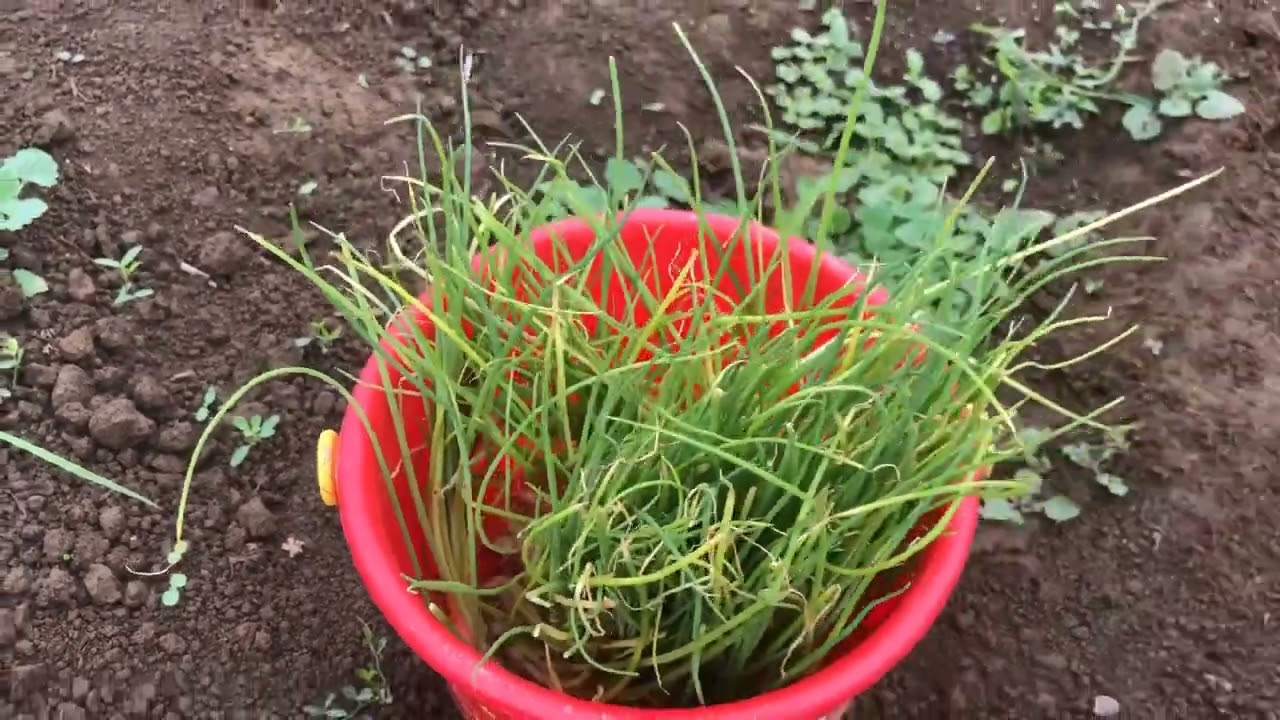 20221116 岩槻ねぎの定植~Permanent planting of the green onion
