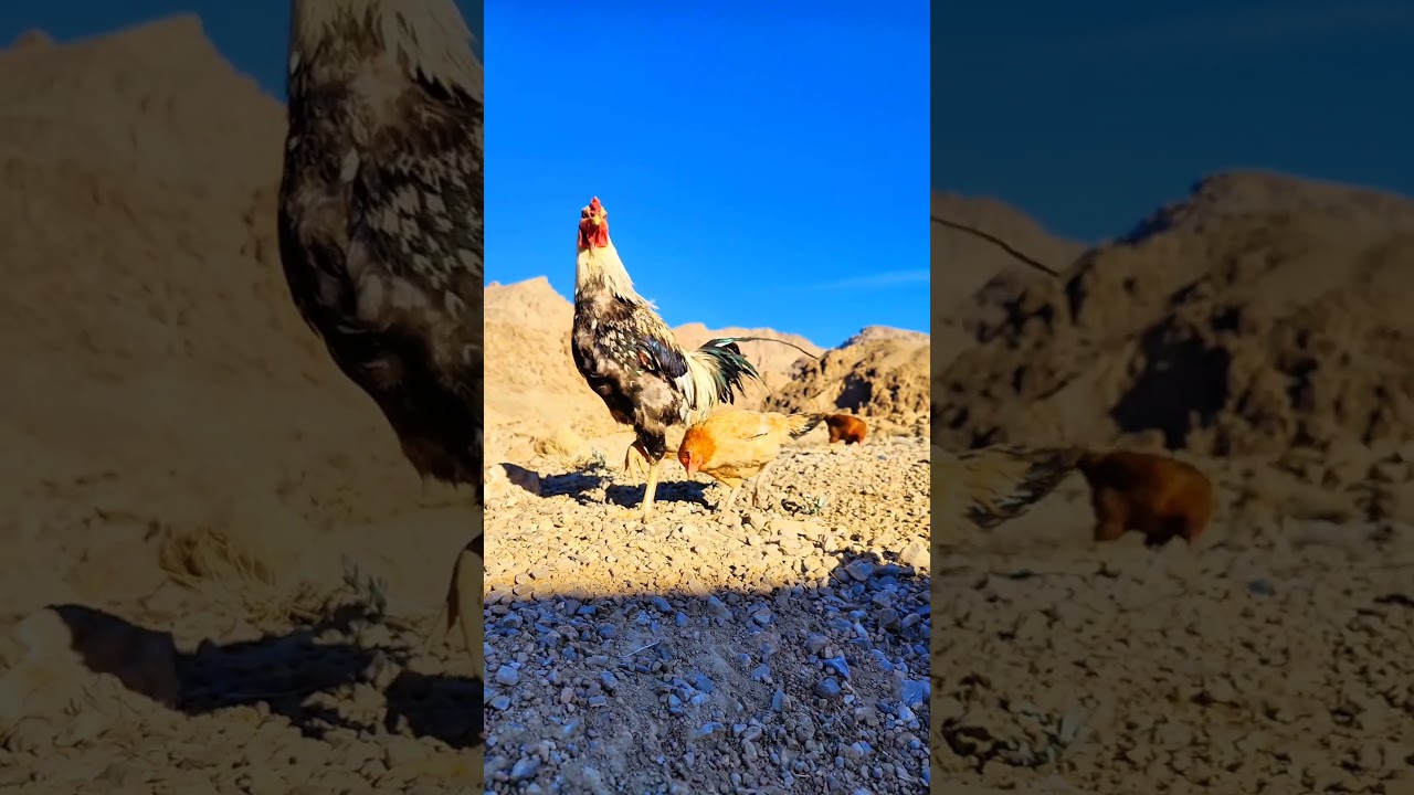King of the Farm: Majestic Rooster Strikes a Pose with Gorgeous Harem 