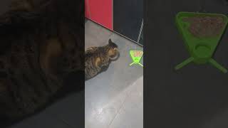 Круговорот,Кормления.