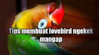 Tips membuat lovebird ngekek mangap