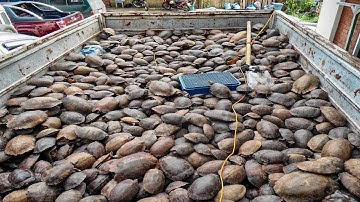 Turtle Farming & Turtle Harvesting Process Turtle Cultivation Techniques   Turtle Agriculture