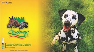Insect Repellent For Dogs And Horses Citrobug