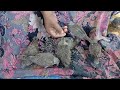 "Hungry Baby Pigeons Devour Their First Meal - Cute and Hilarious!"