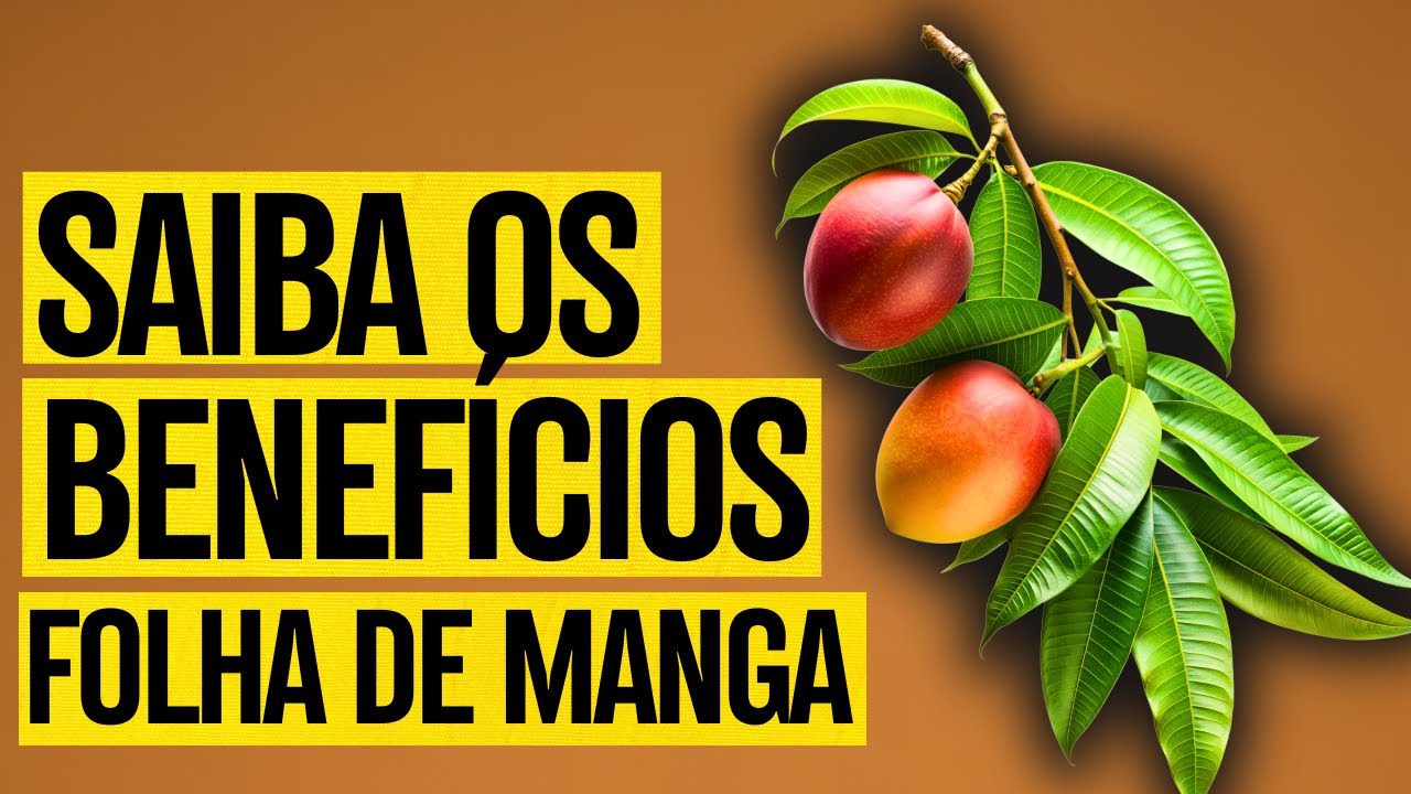 QUAIS OS BENEFÍCIOS DA FOLHA DE MANGA? PARA QUE SERVE? e CUIDADOS DO ...