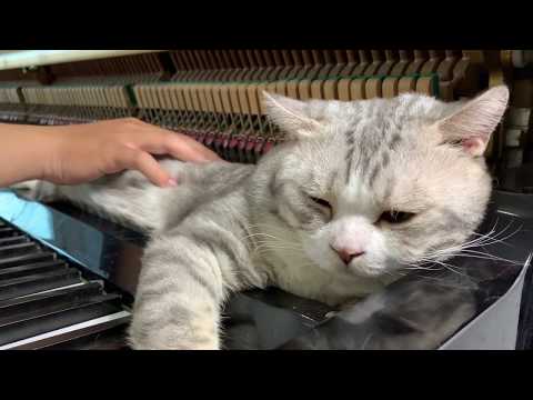 Can't help falling in love with Meow