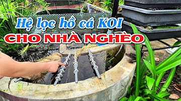 Hệ lọc hồ cá Koi rất hiệu quả dành cho nhà Nghèo
